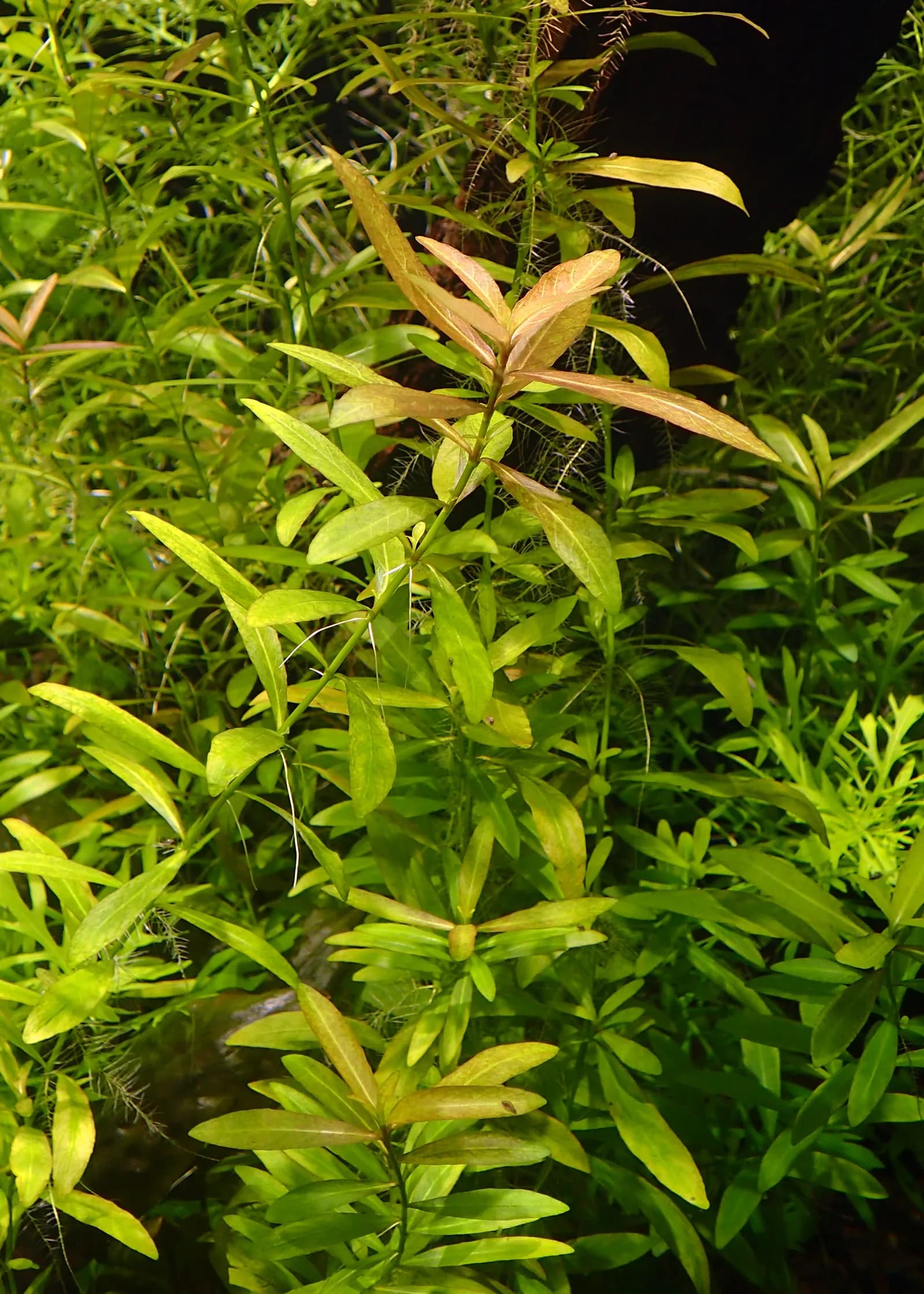 Mata densa de Hygrophila polysperma sumergida, con las puntas de las hojas tomando tono cobrizo