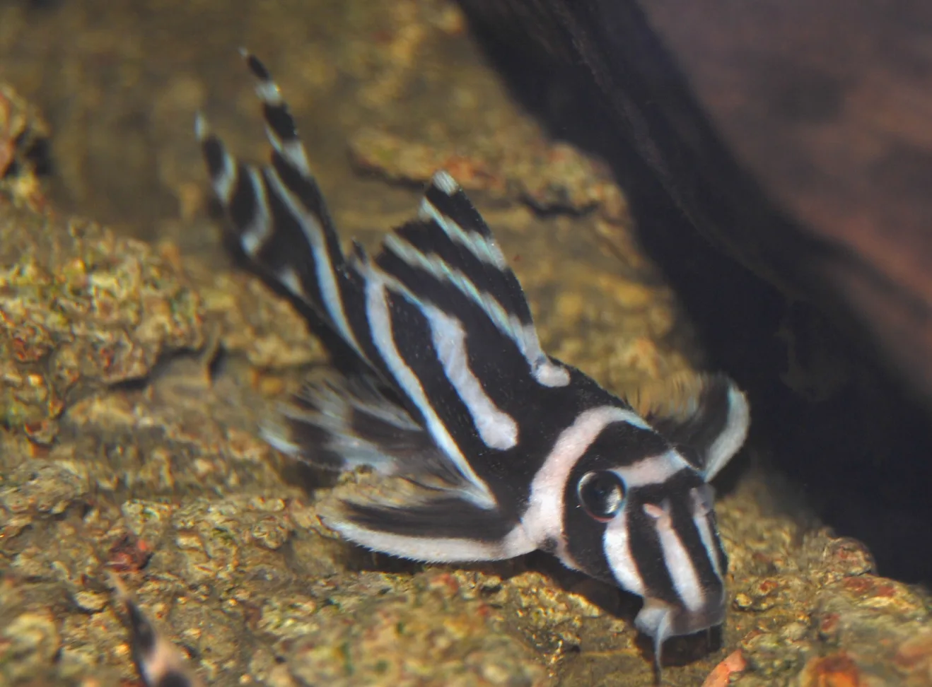 Ejemplar juvenil de Hypancistrus zebra (L046) sobre una roca