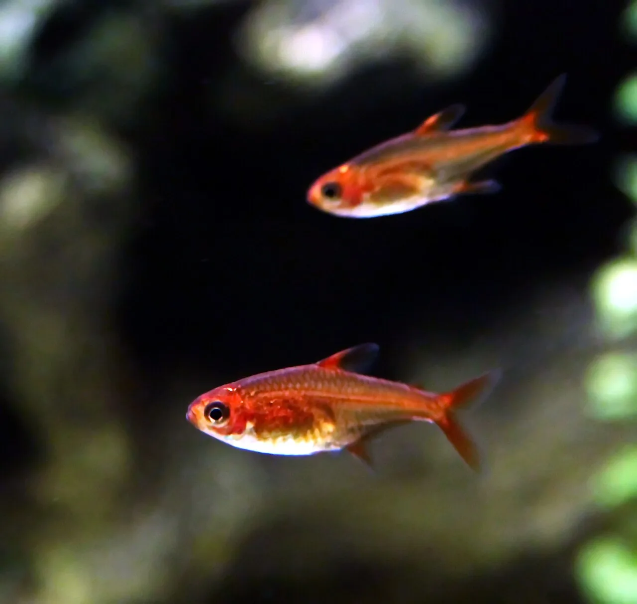 Ejemplar de Hyphessobrycon amandae