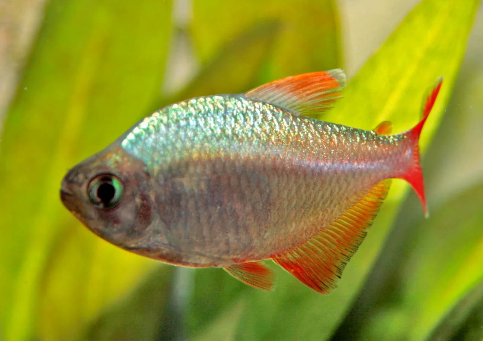Ejemplar de Hyphessobrycon columbianus, el tetra colombiano