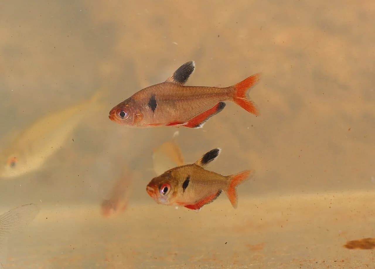 Ejemplar de Hyphessobrycon eques