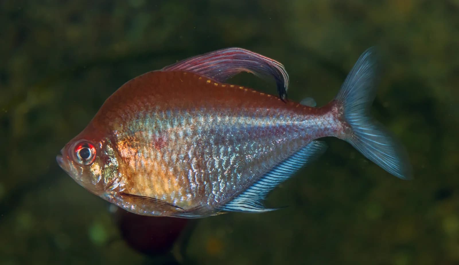 Ejemplar de Hyphessobrycon erythrostigma con la mancha roja del flanco