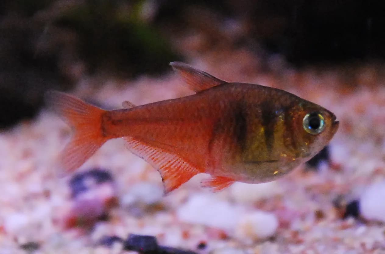 Ejemplar de Hyphessobrycon flammeus
