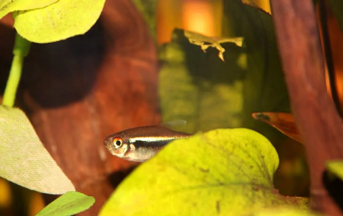 Ejemplar de Hyphessobrycon herbertaxelrodi