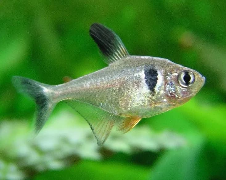 Ejemplar de Hyphessobrycon megalopterus, el tetra fantasma negro