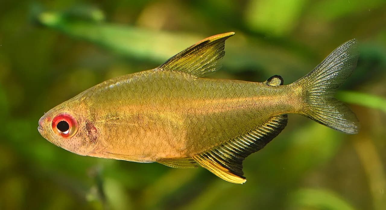 Ejemplar de Hyphessobrycon pulchripinnis