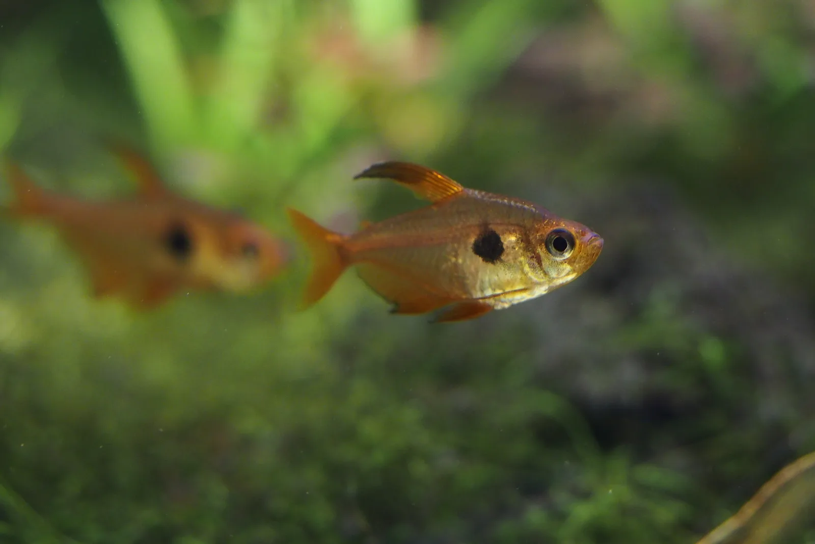 Tetra fantasma rojo (Hyphessobrycon sweglesi) en acuario plantado