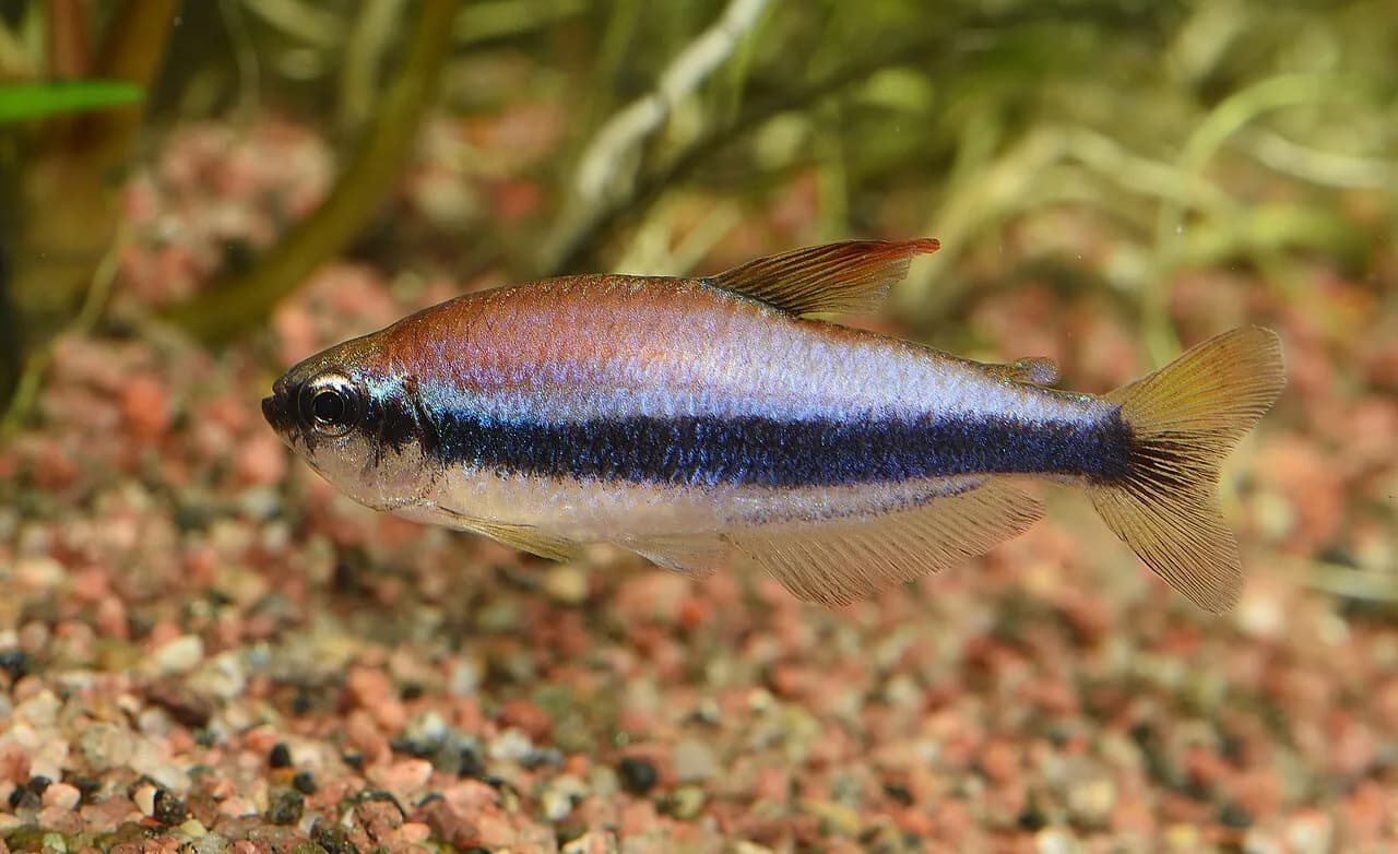 Ejemplar de Inpaichthys kerri