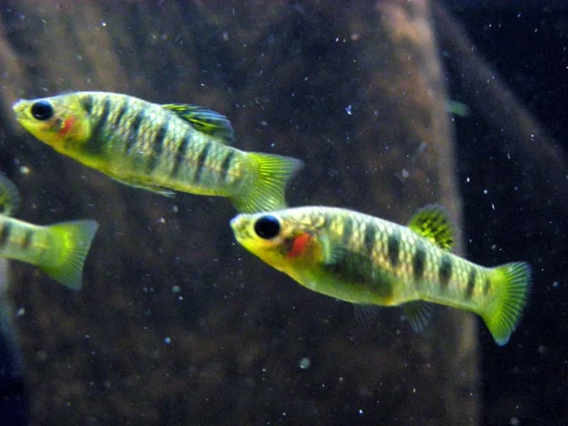 Macho jorobado (arriba) y hembra de Limia nigrofasciata