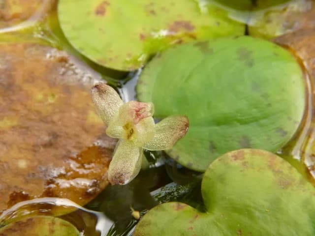 Rosetas flotantes de Limnobium laevigatum con hojas redondeadas verdes brillantes
