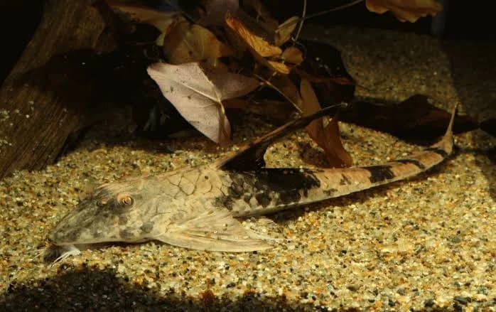 Loricaria simillima posada sobre el fondo de arena de un acuario