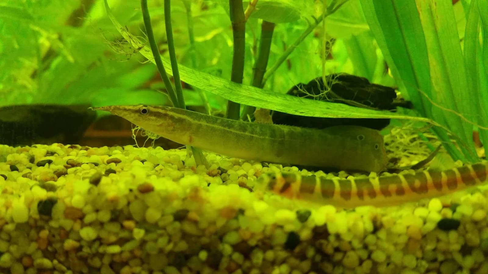 Anguila espinosa pavo real (Macrognathus siamensis) sobre sustrato de arena