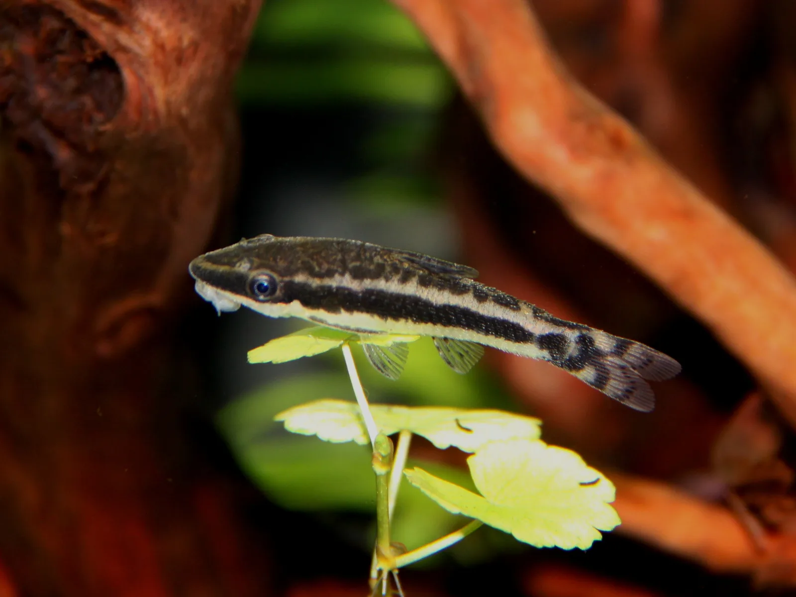 Macrotocinclus affinis adherido a una superficie del acuario