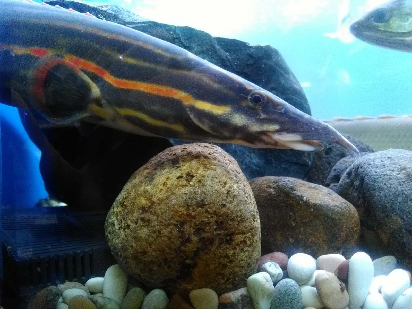 Mastacembelus erythrotaenia (anguila de fuego) en el fondo de un acuario