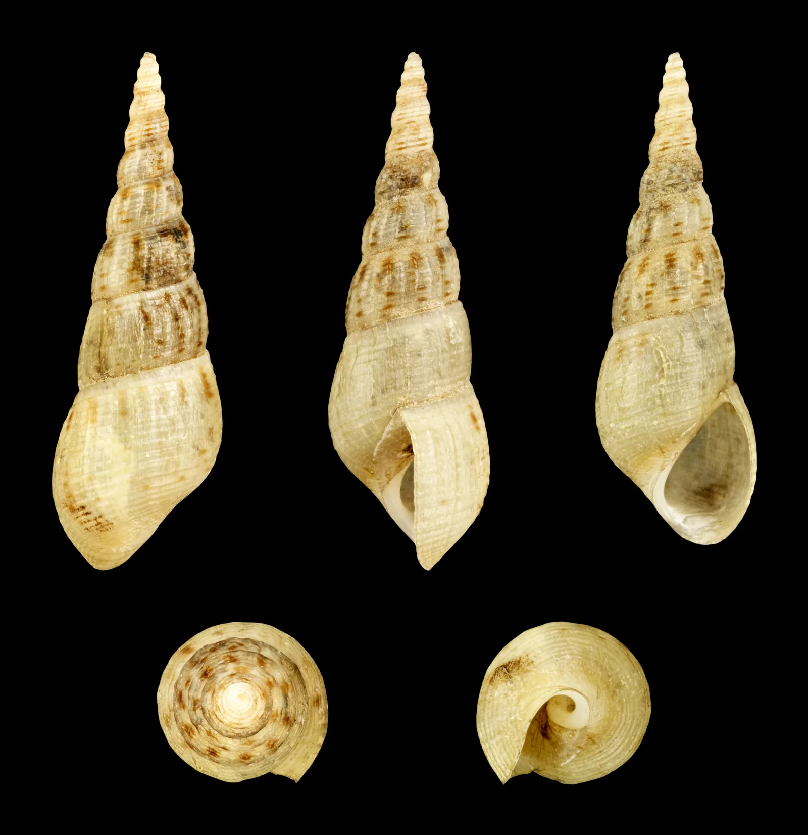 Concha cónica de Melanoides tuberculata, el caracol trompeta malayo
