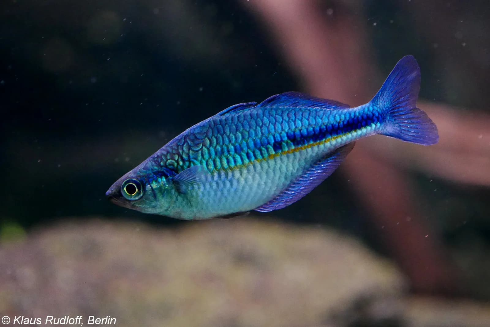 Ejemplar de Melanotaenia lacustris, pez arcoíris del lago Kutubu