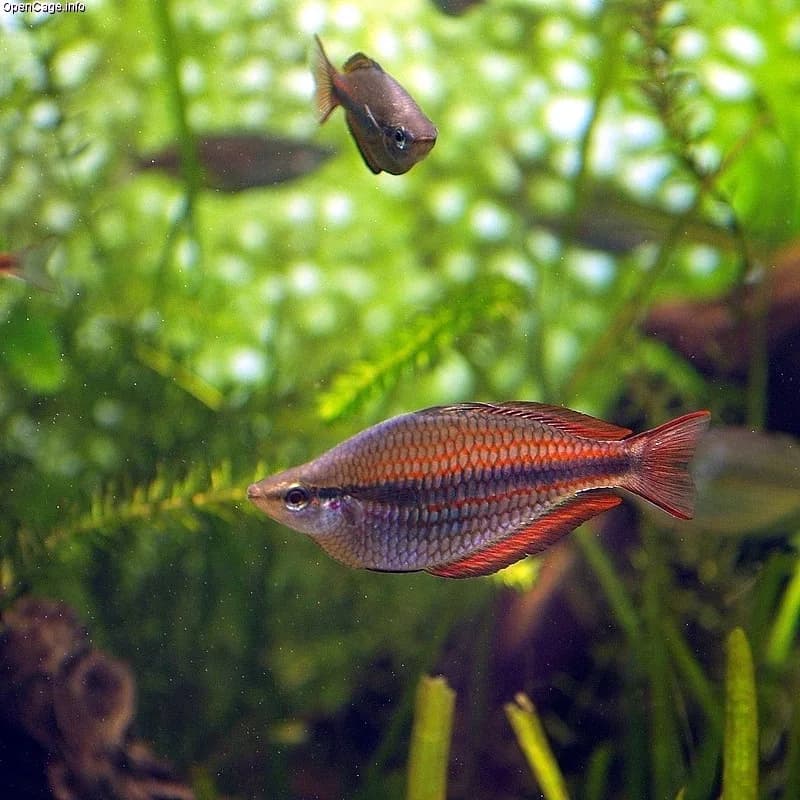 Macho adulto de Melanotaenia trifasciata, pez arcoíris de banda