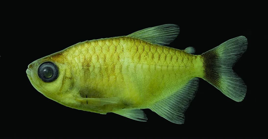Ejemplar de Moenkhausia sanctaefilomenae