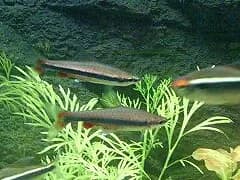 Ejemplar de Nannostomus beckfordi