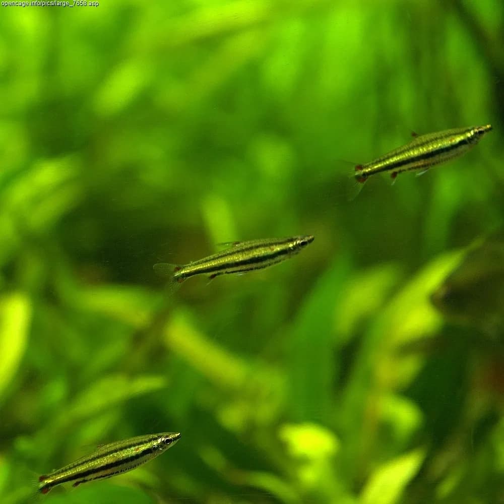 Pez lápiz de tres bandas (Nannostomus trifasciatus)