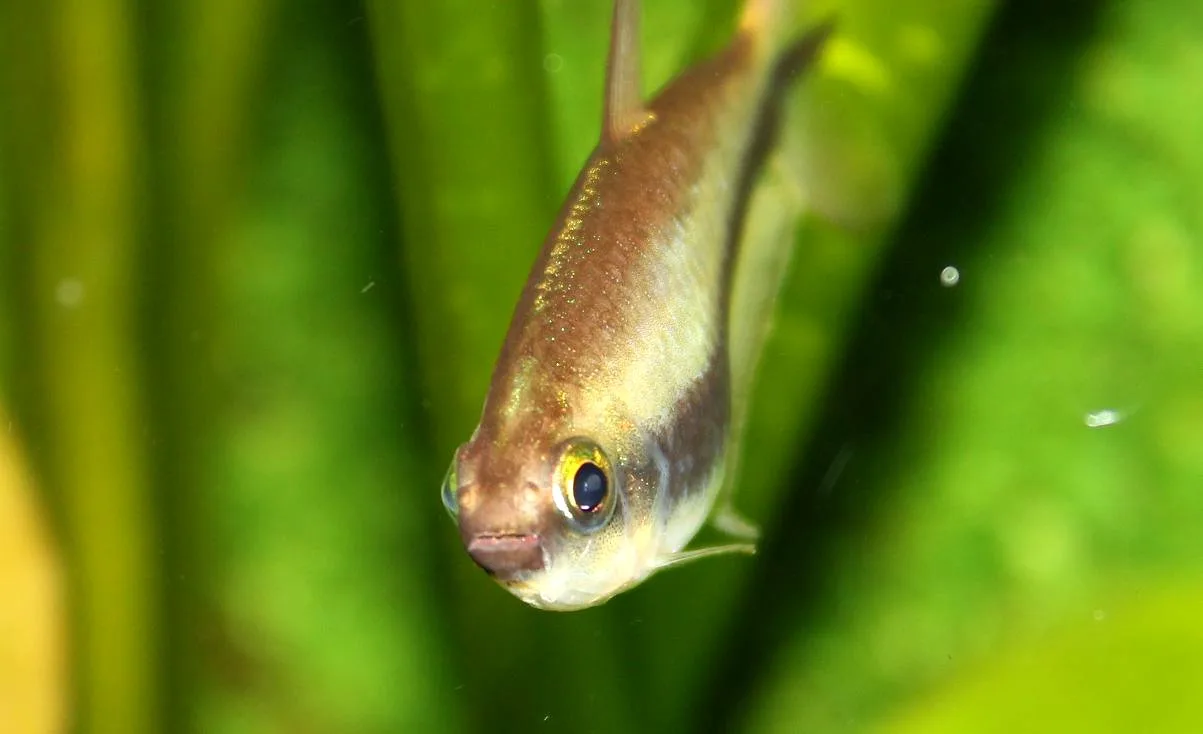 Ejemplar de Nematobrycon palmeri
