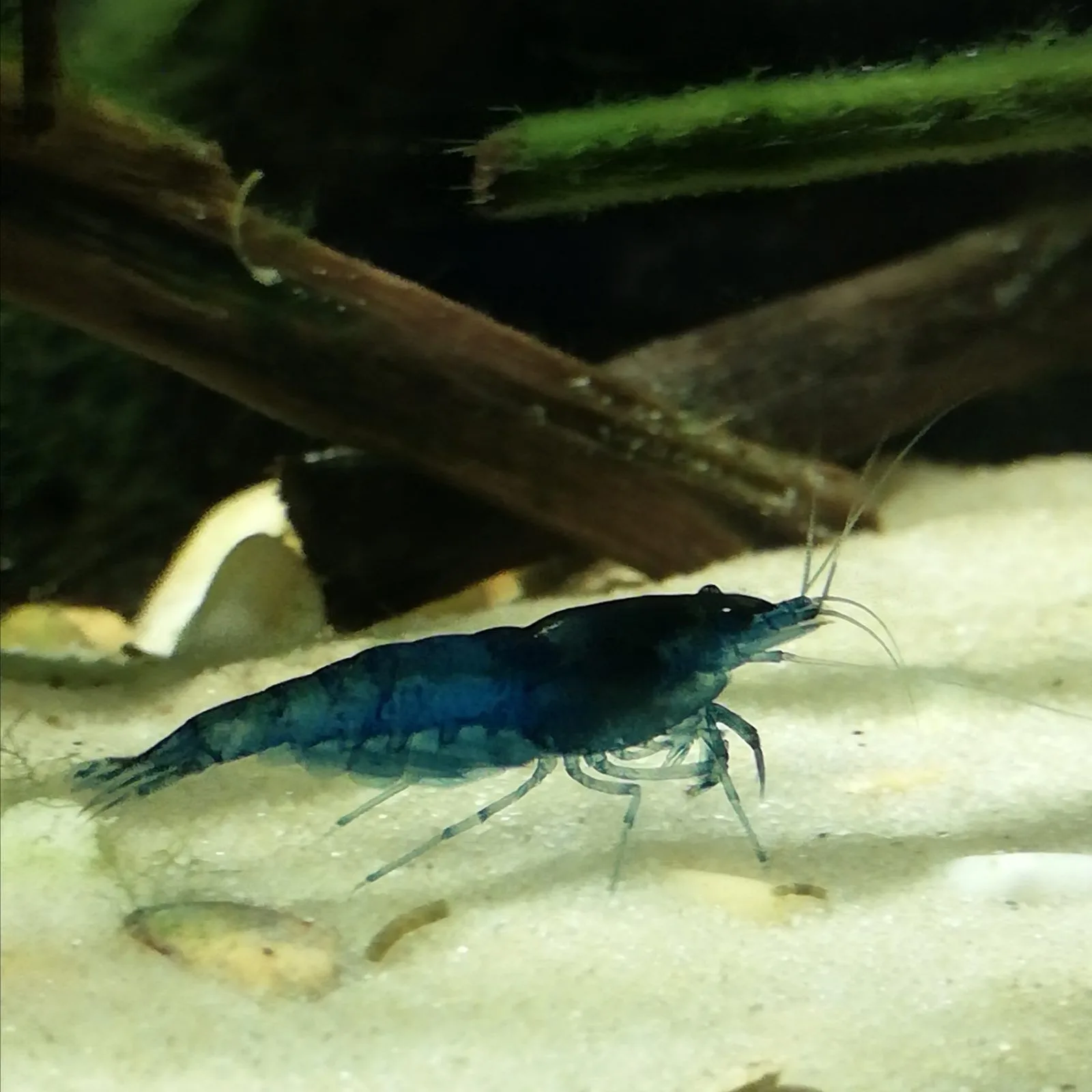 Neocaridina davidi variedad 'blue dream'