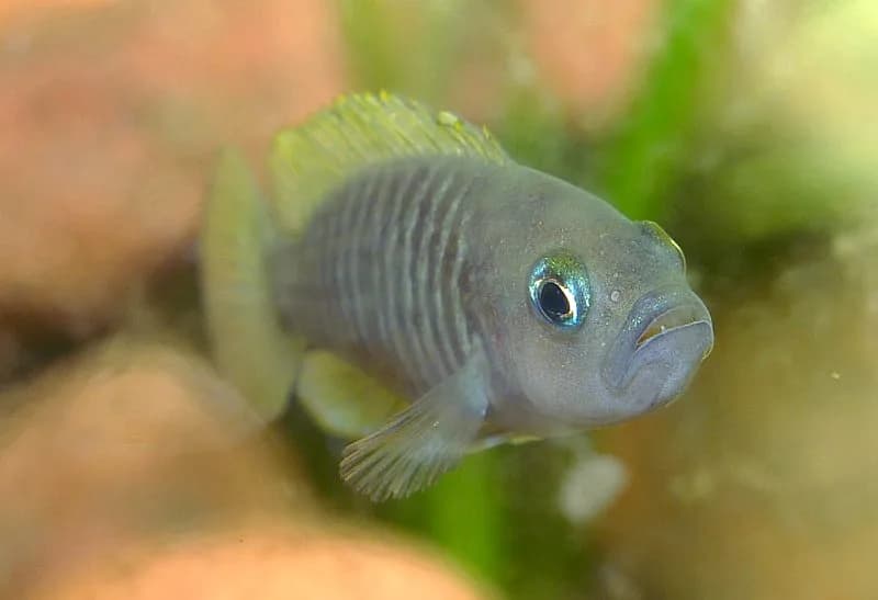 Neolamprologus multifasciatus junto a la concha vacía que ocupa