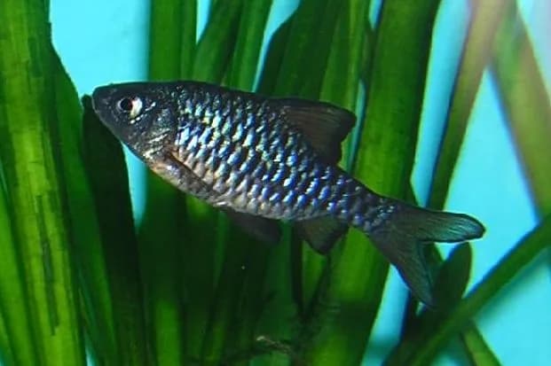 Ejemplar de Oliotius oligolepis (barbo damero)