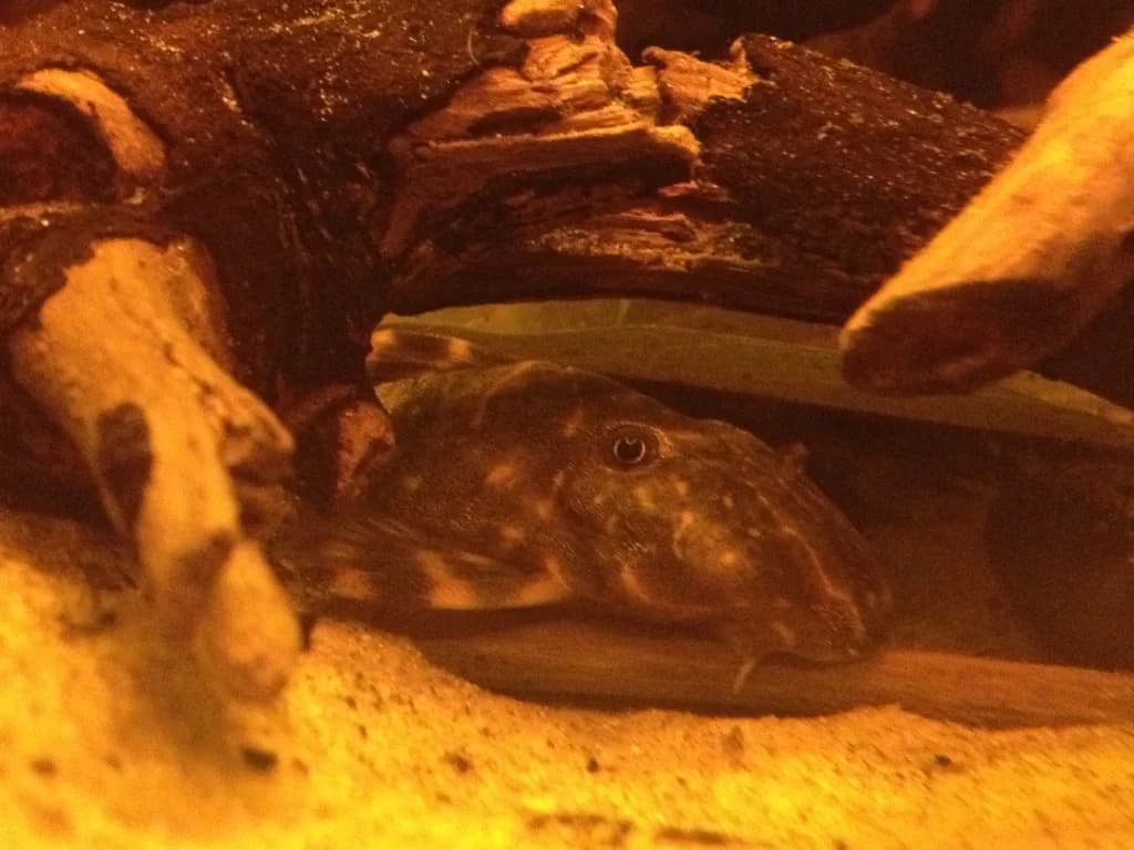 Ejemplar de Panaqolus maccus (pleco payaso, L104) sobre un tronco