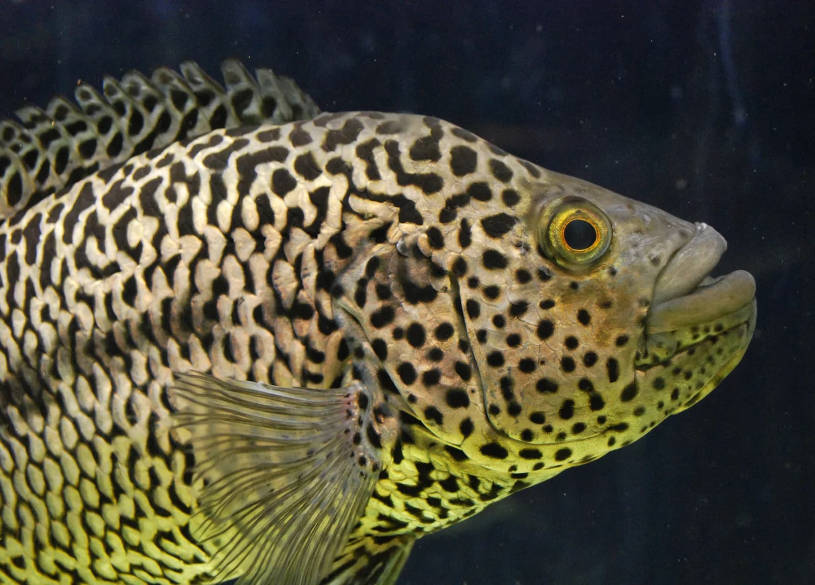 Macho adulto de Parachromis managuensis con su patrón moteado tipo jaguar