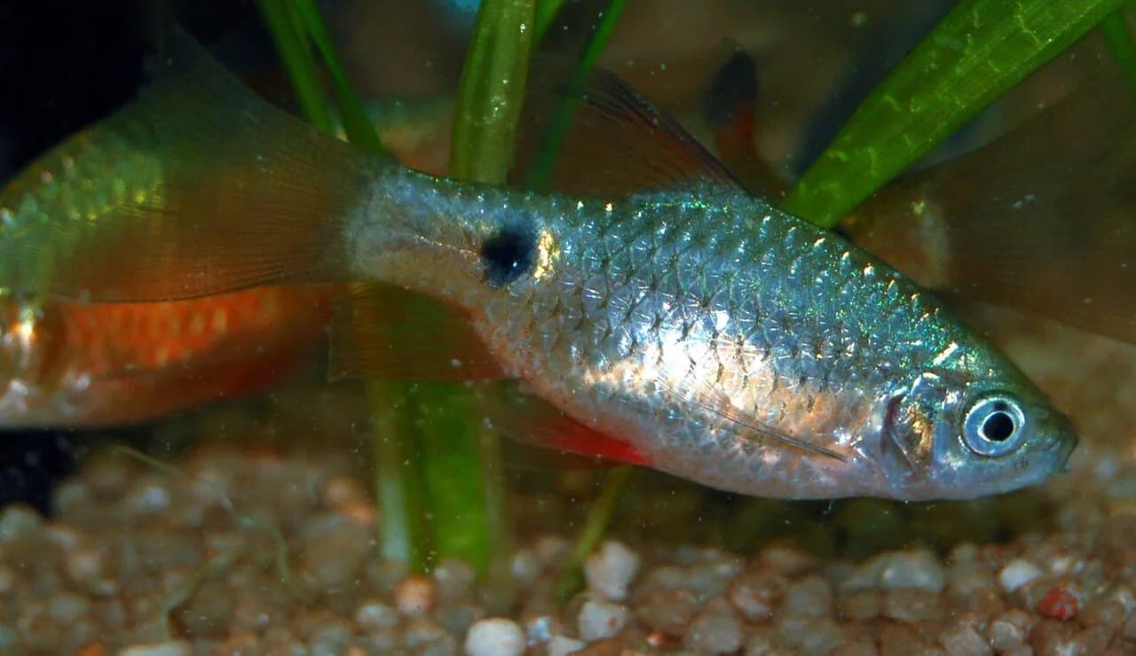 Ejemplar de Pethia conchonius