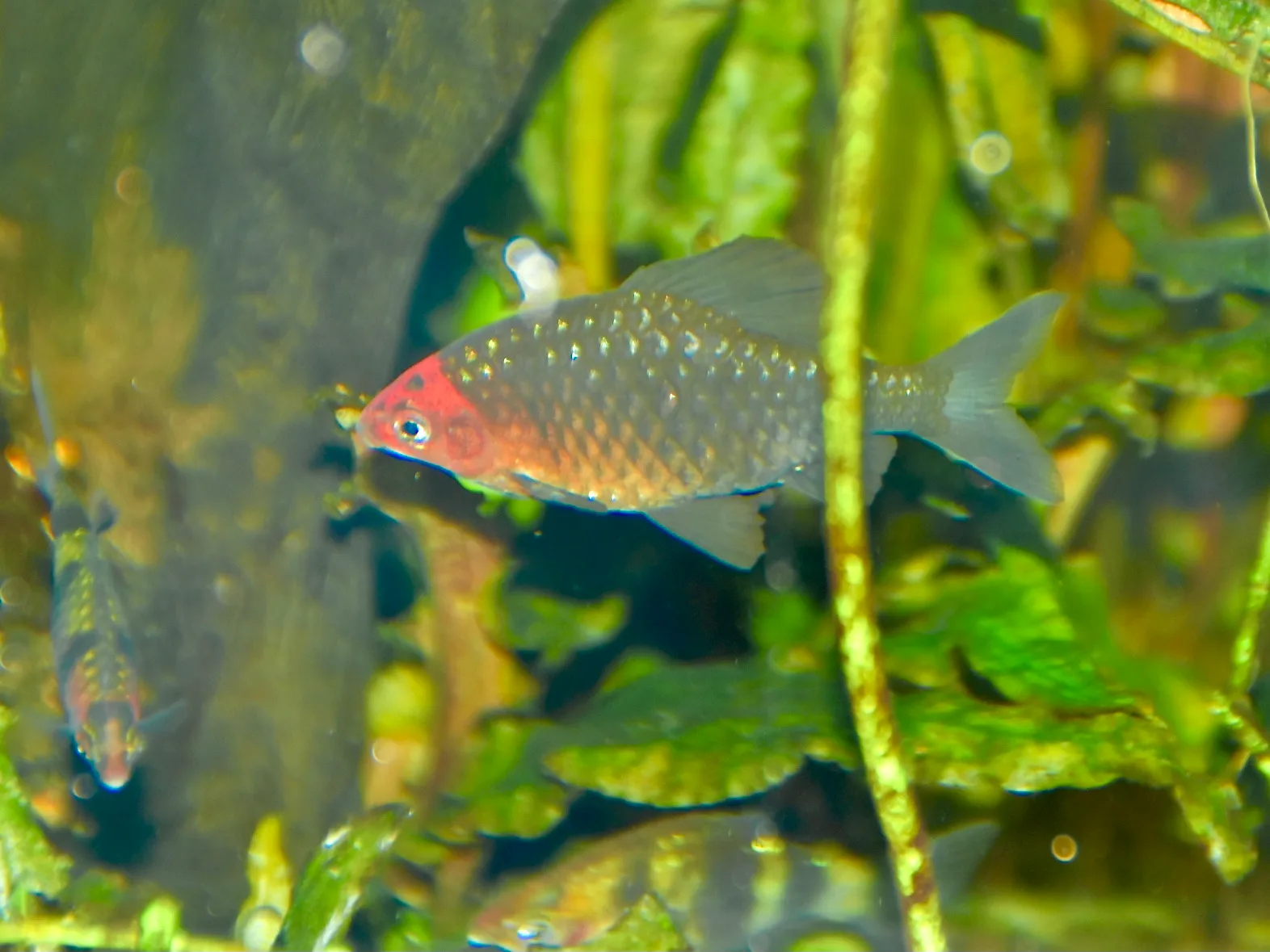Macho de Pethia nigrofasciata mostrando su coloración roja púrpura