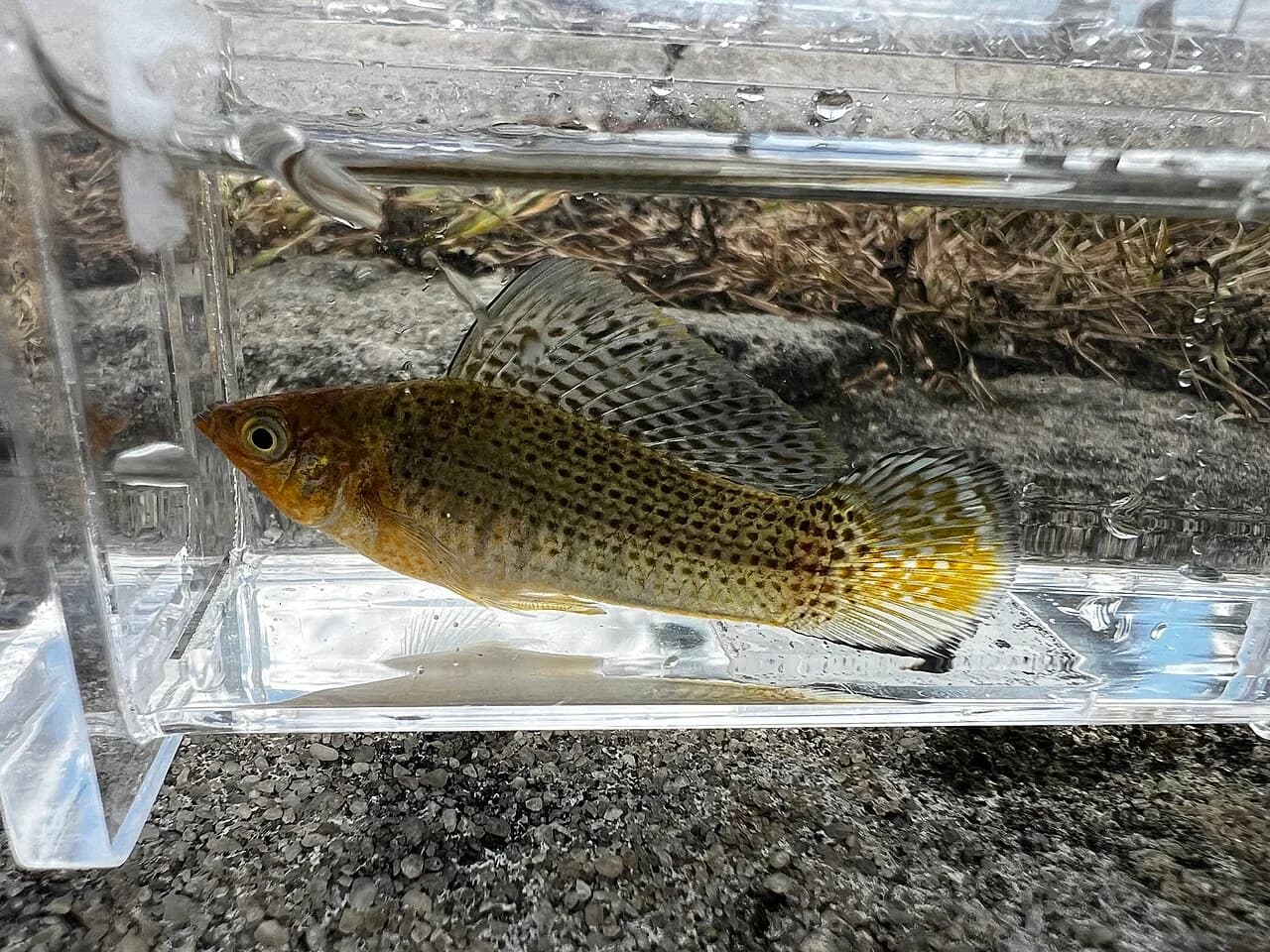 Ejemplar de Poecilia latipinna