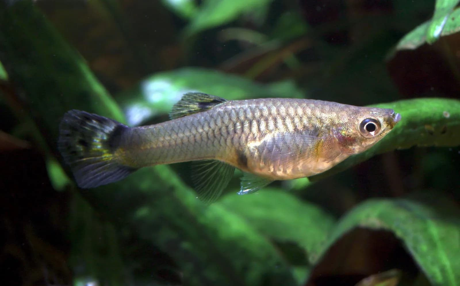Macho de guppy (Poecilia reticulata)