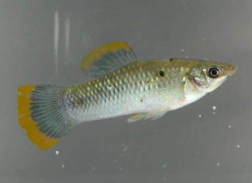 Ejemplar de Poecilia sphenops