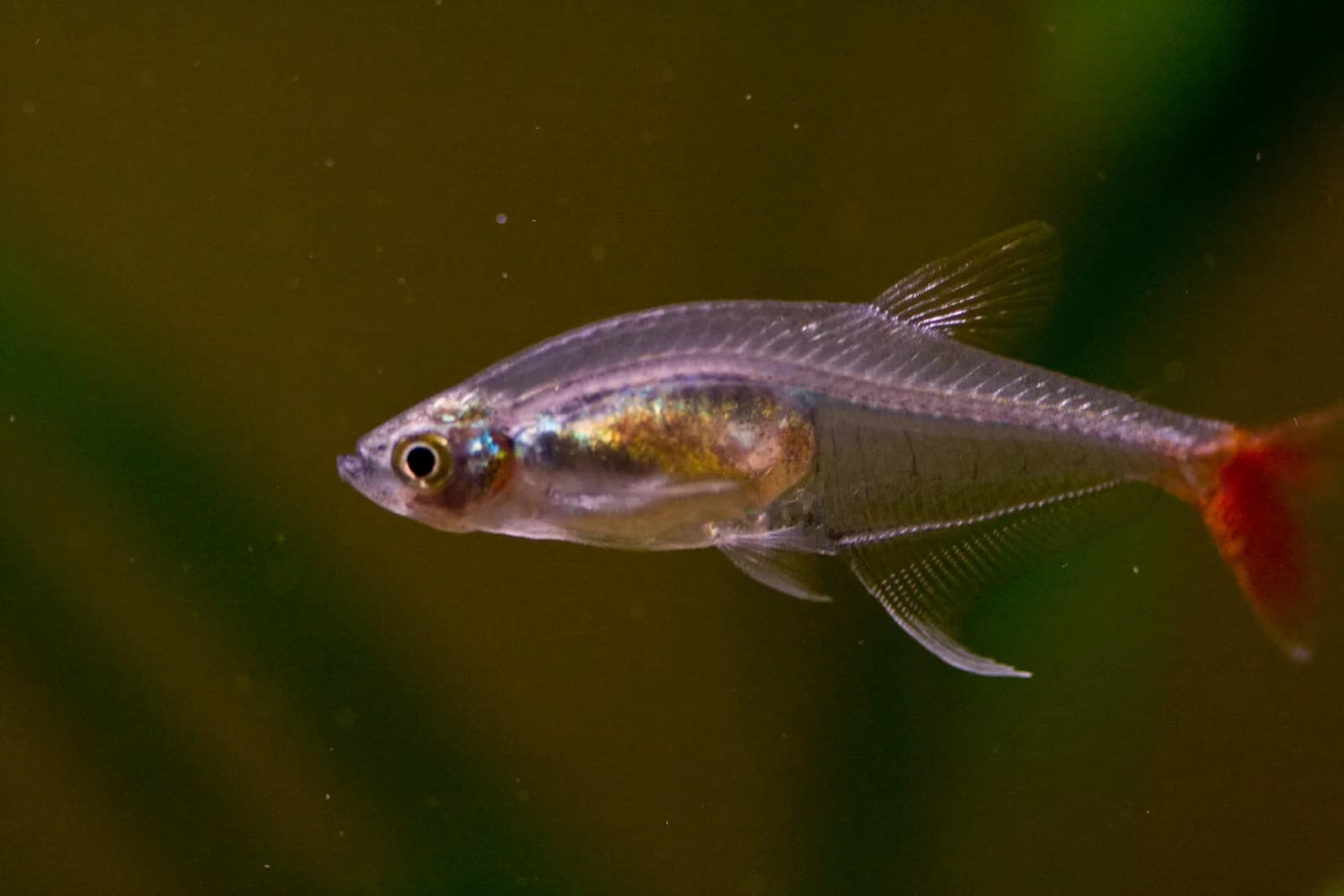 Ejemplar de Prionobrama filigera con el cuerpo translúcido y la cola roja