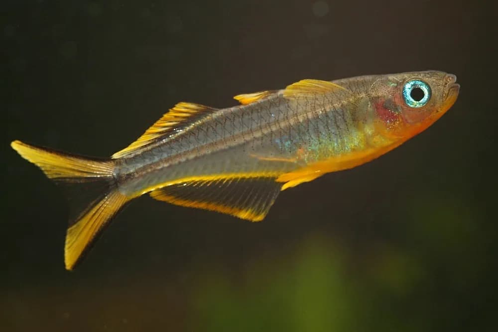 Macho de Pseudomugil furcatus, ojo azul de cola de horquilla