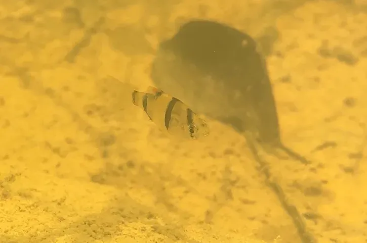 Barbo tigre de cuatro bandas (Puntigrus partipentazona) fotografiado en su medio natural, de perfil sobre un fondo de arena, con las bandas verticales oscuras del flanco y el reborde anaranjado de las aletas.