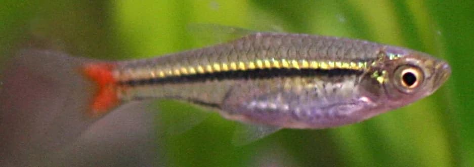 Ejemplar de Rasbora borapetensis