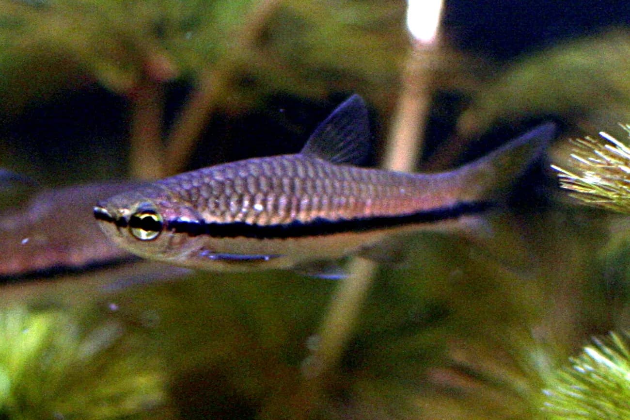 Ejemplar de Rasbora einthovenii