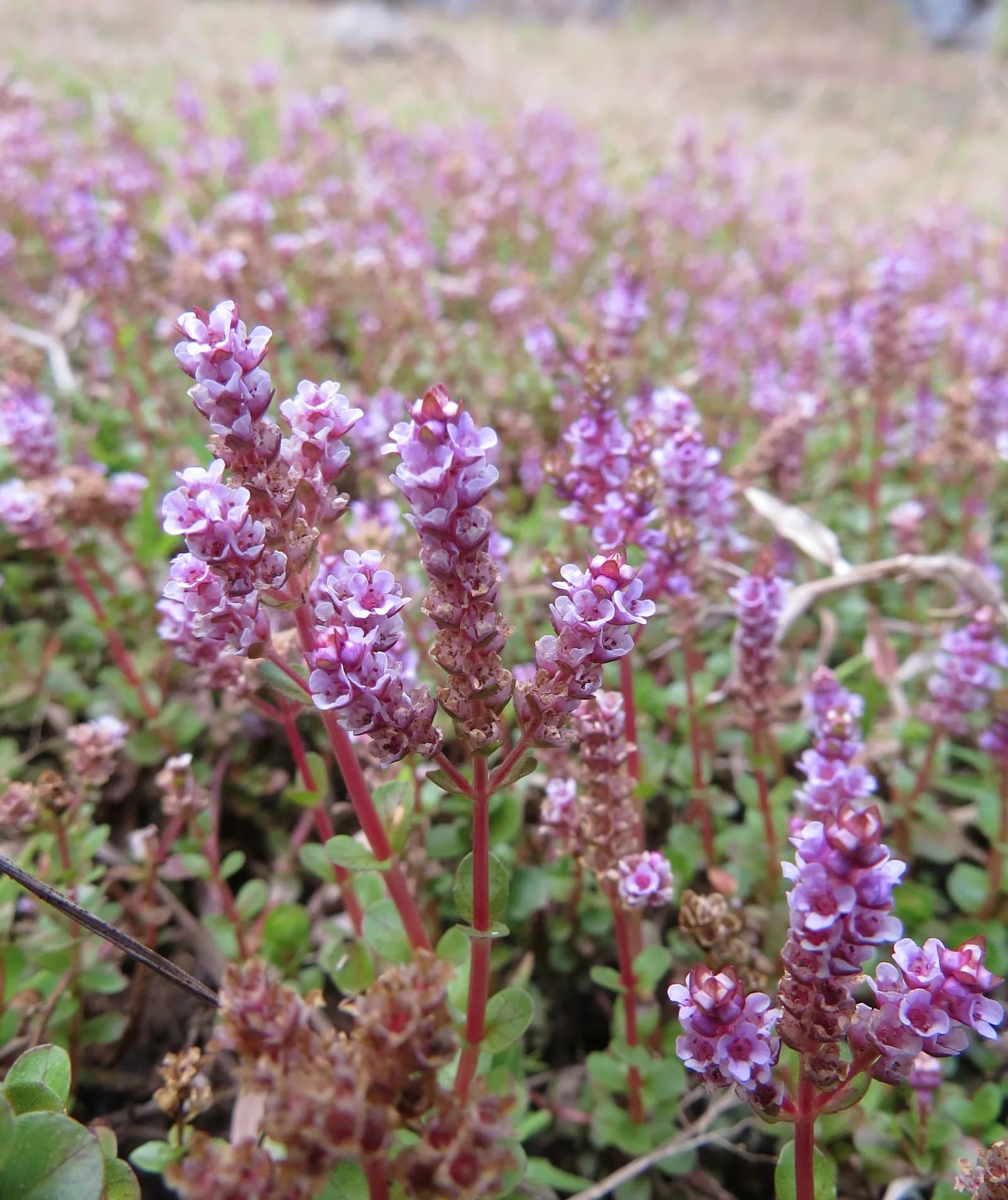 Tallos de Rotala rotundifolia con hojas estrechas y las puntas teñidas de rosado