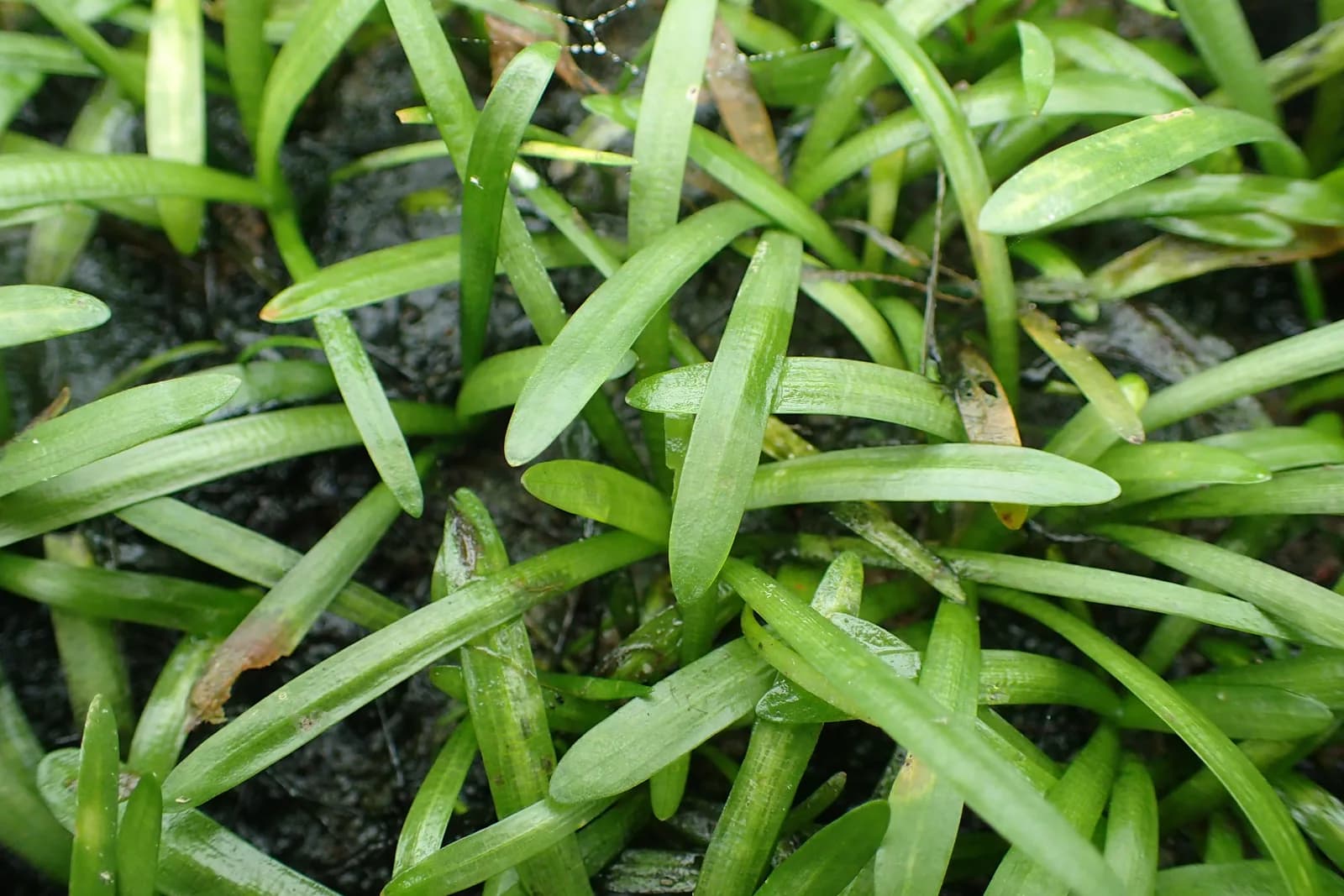 Sagittaria subulata con sus hojas acintadas cortas saliendo de la corona