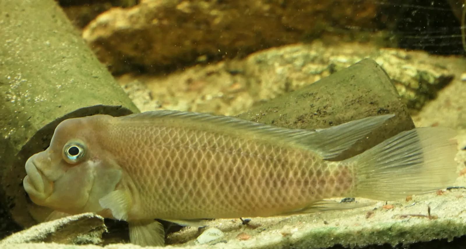 Macho de Steatocranus casuarius con la joroba nucal característica
