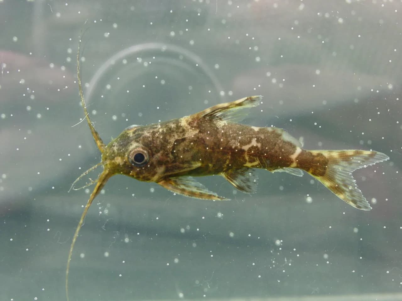 Ejemplar de Synodontis nigriventris