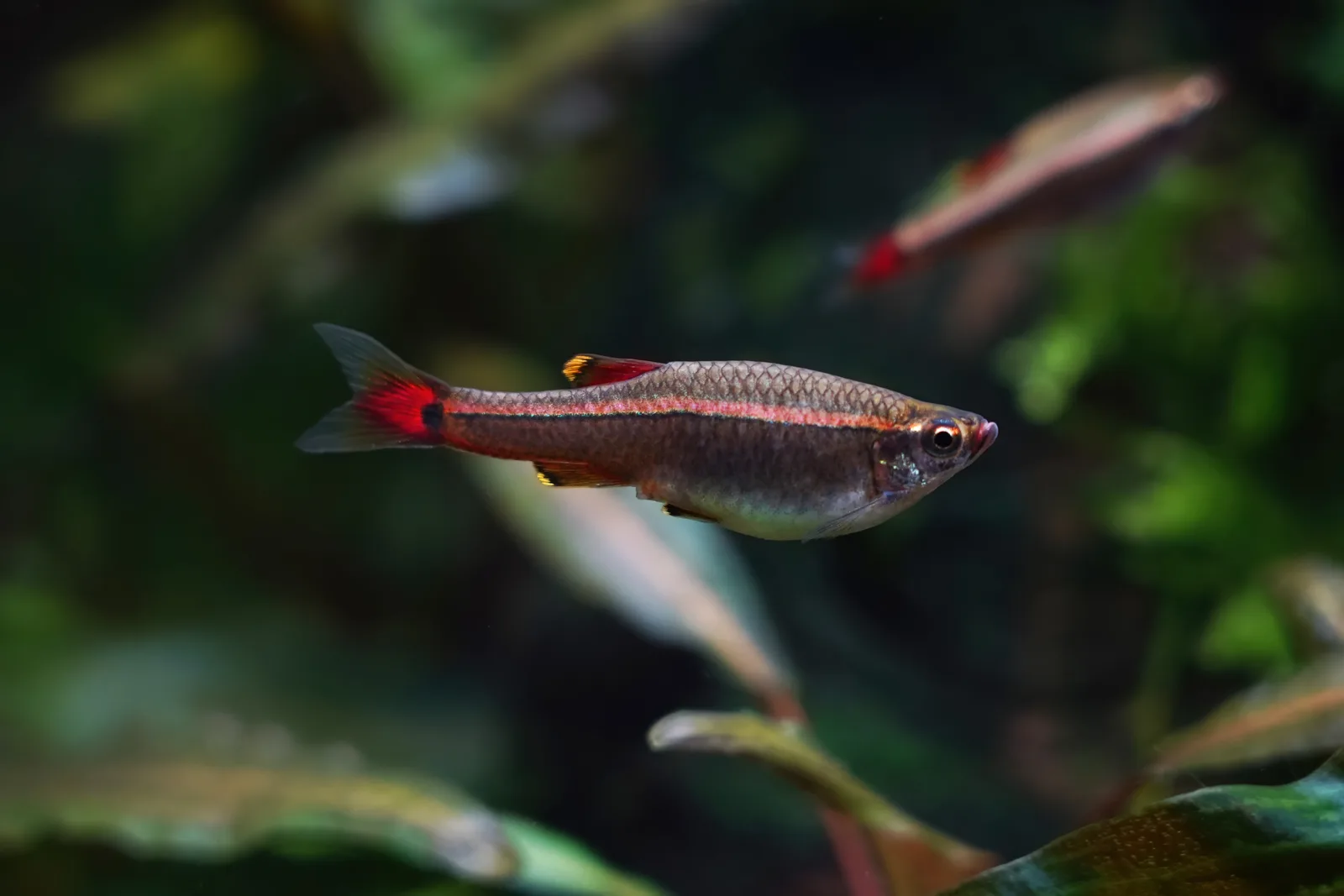 Hembra adulta de neón chino nadando de perfil en un acuario plantado, con la línea lateral iridiscente, la mancha roja en la base de la cola y los bordes amarillos de las aletas