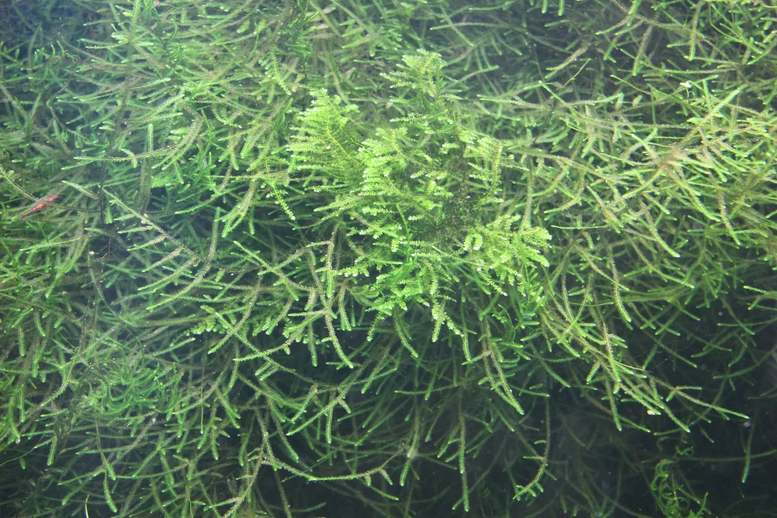 Maraña de musgo de Java sumergida, con sus filamentos ramificados de color verde claro