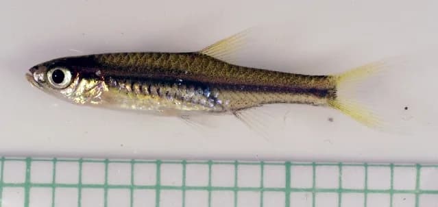 Ejemplar de Trigonopoma pauciperforatum con su banda lateral roja