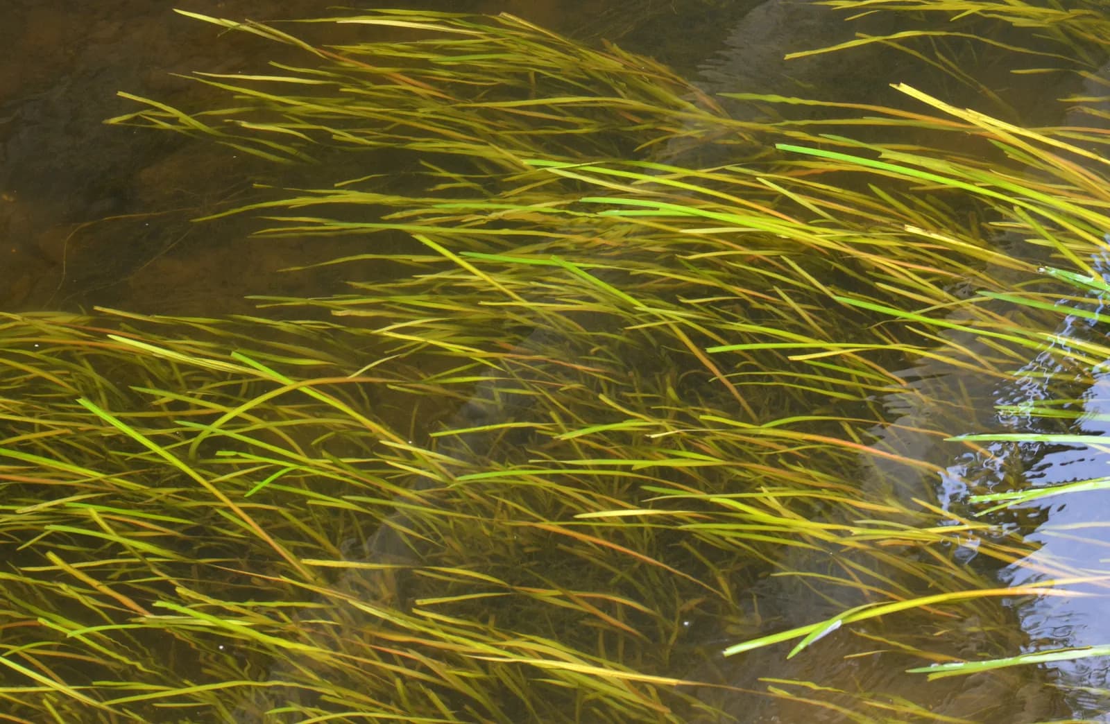 Vallisneria spiralis con sus hojas acintadas verdes elevándose desde el sustrato
