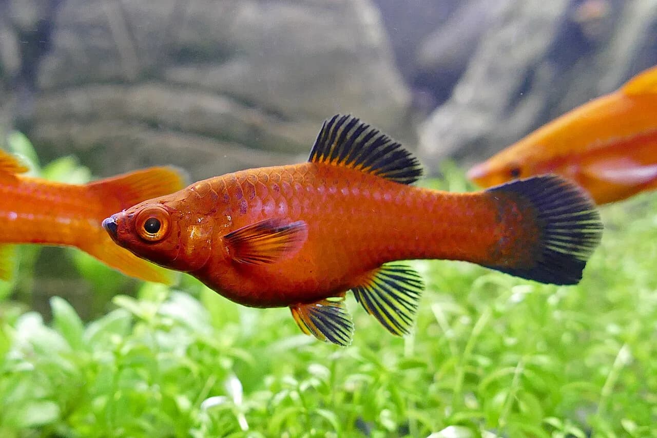 Ejemplar de Xiphophorus hellerii