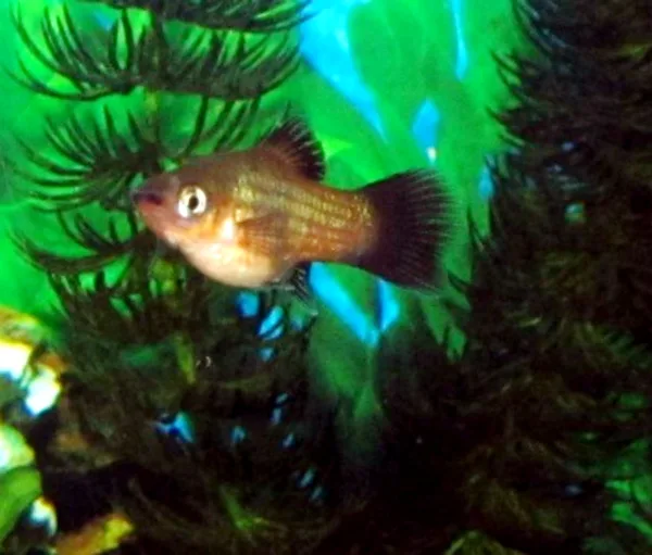 Ejemplar de Xiphophorus maculatus